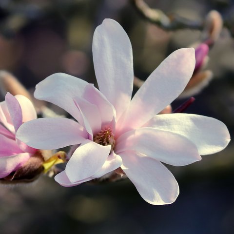 magnolia-g15d3163f9_1920 (002)