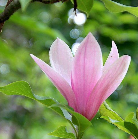 magnolia-g37ae6d766_1920 (002)
