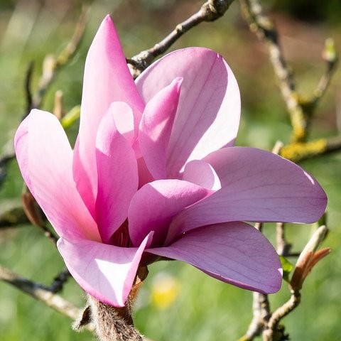 magnolia-g65c63aa4b_1920 (002)