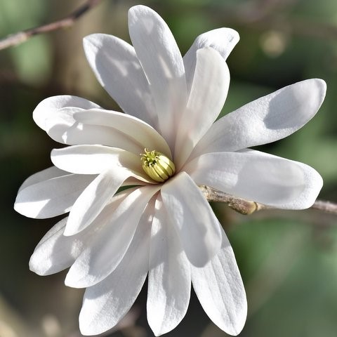 magnolia-gf9862560f_1920 (002)