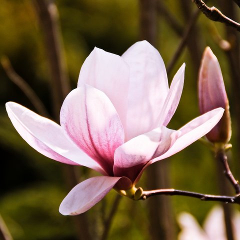 magnolias-g966a7e250_1920 (002)